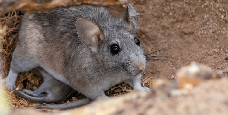 Rat Control in Tucson