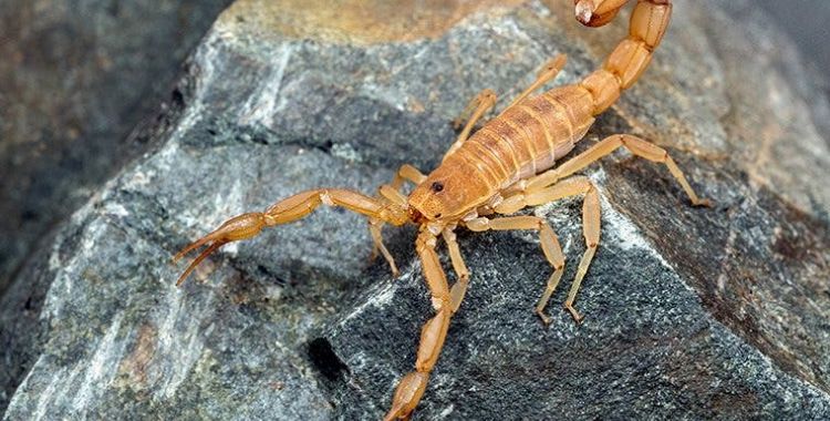 scorpion control services in tucson
