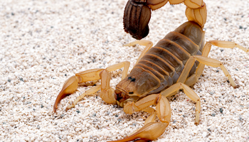 scorpion control services in Tucson