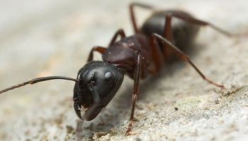 ant control in Tucson