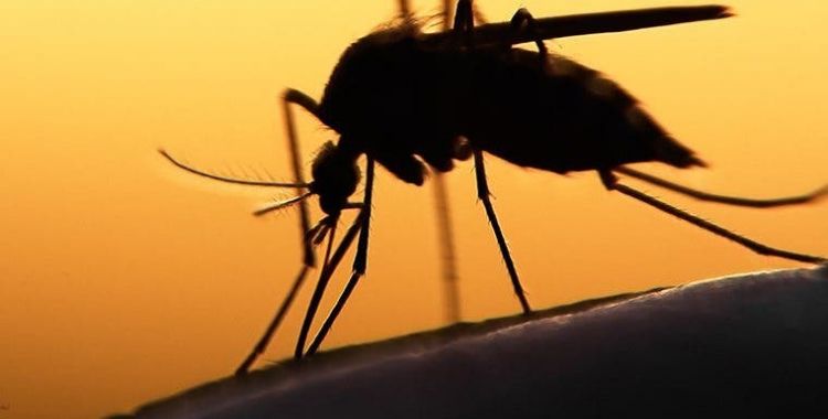 mosquitoes in Tucson
