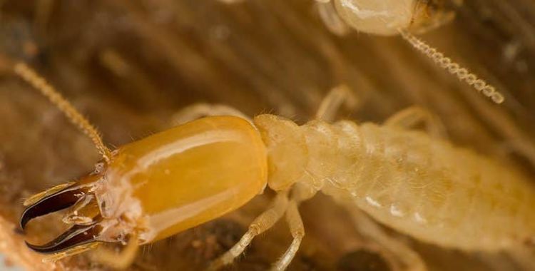 information about termites in Tucson