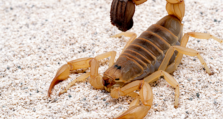 scorpion control services in Tucson