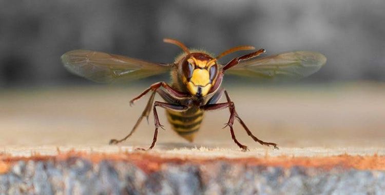 wasps in tucson yard