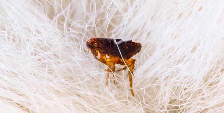 flea control in tucson