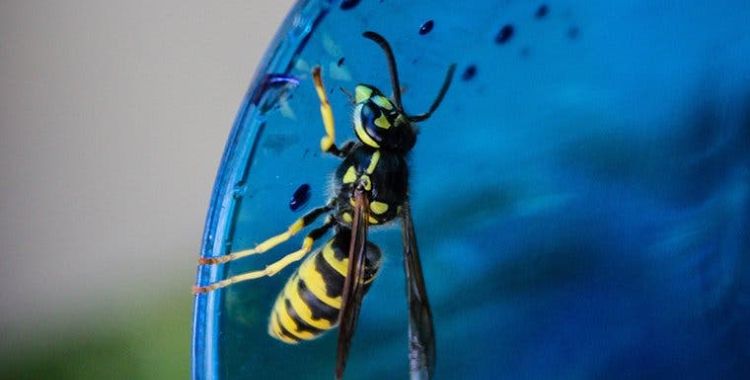 wasps in tucson