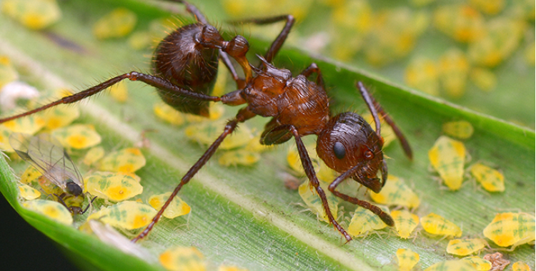 ant control in Tucson