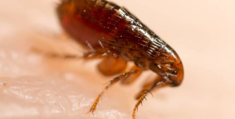 fleas in tucson homes