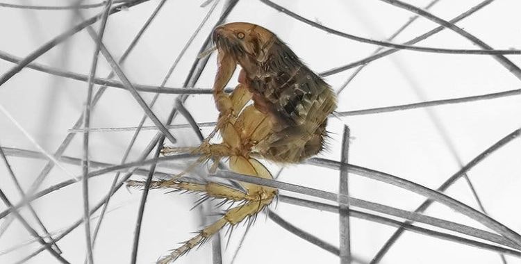 flea problem in Tucson