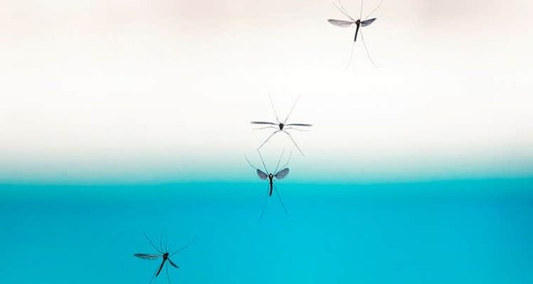 mosquitoes control tucson