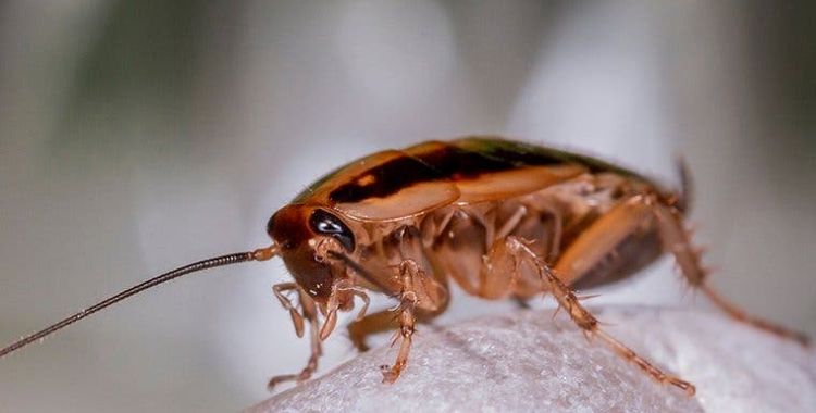get rid of german cockroaches in Tucson