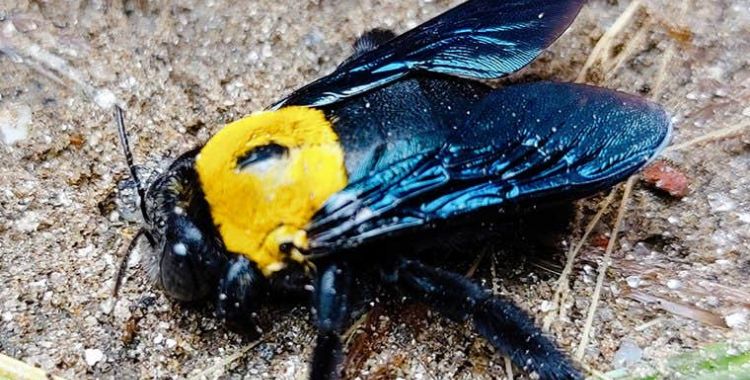 bee removal services tucson
