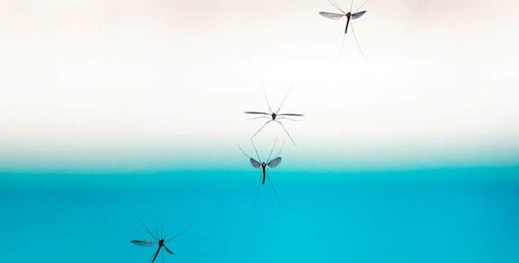 mosquitoes control tucson