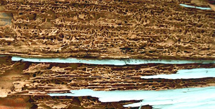 termite issues in tucson