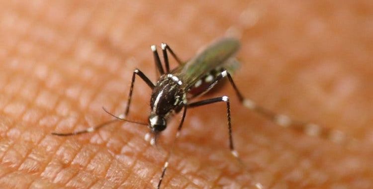 Mosquito control services in Tucson