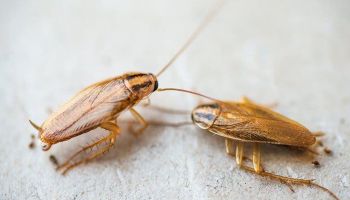 cockroaches in the home