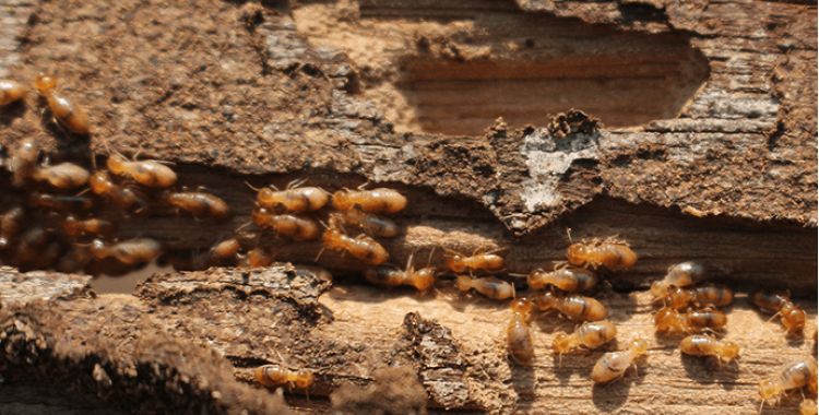 termite treatment in Tucson