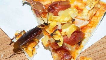 roaches in food