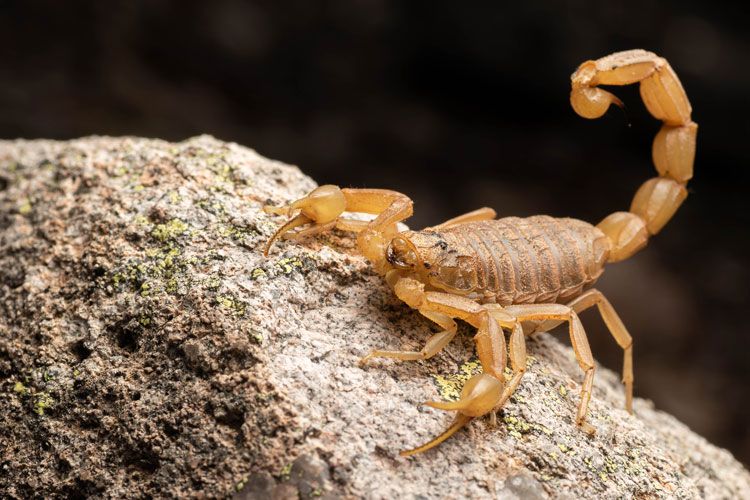 yellow scorpion common in tucson