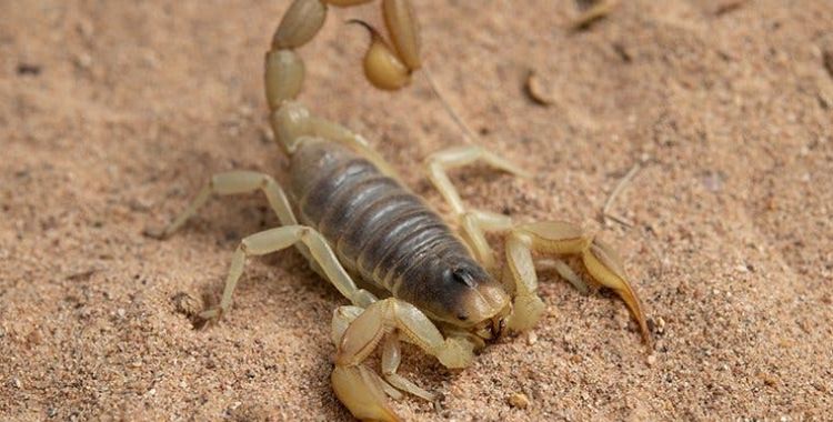Scorpions in Tucson