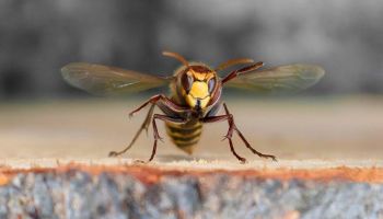 wasps in tucson yard