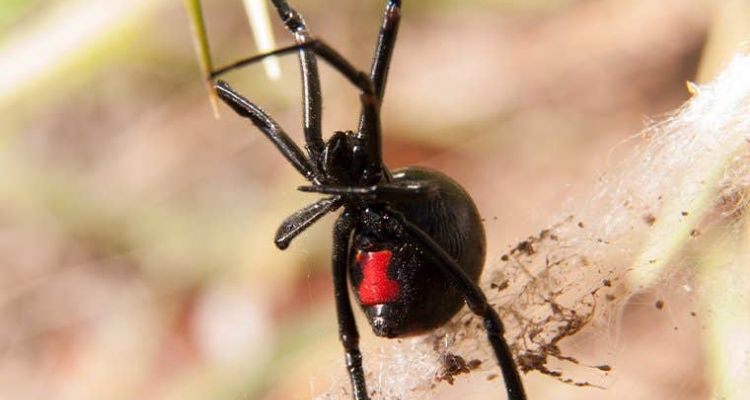 information on spiders in Tucson