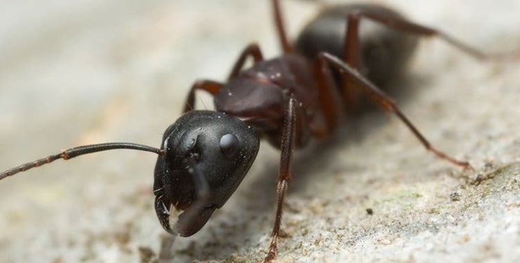 ant control in Tucson