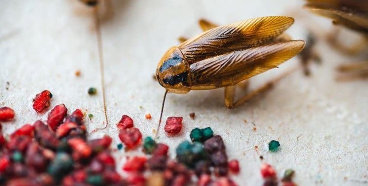 german roach infestation in Tucson
