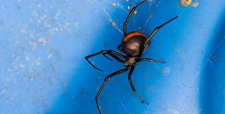 black widow spiders in tucson homes