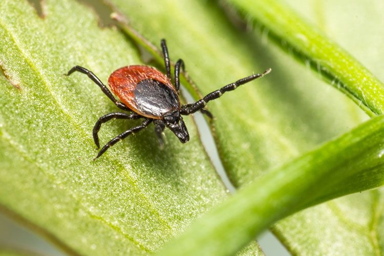 spider tick