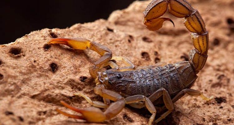 information on scorpions in Tucson