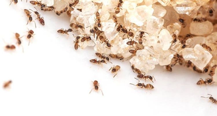 get rid of ants from your Tucson homes