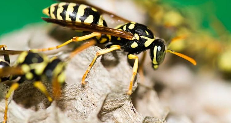 information about stinging insects in Tucson