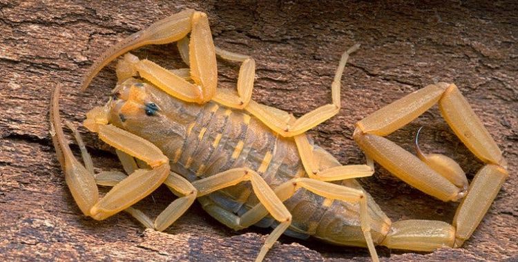scorpions in arizona