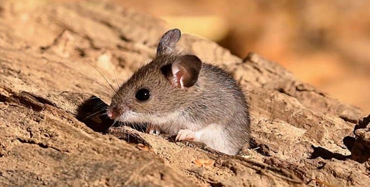 rodent control in Tucson