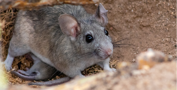 Rat Control in Tucson