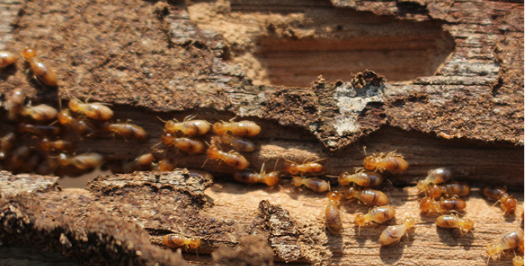 termite treatment in Tucson