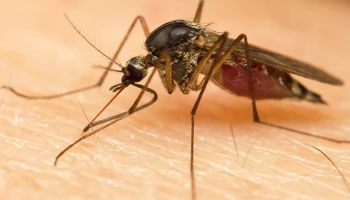 Mosquitoes control services in Tucson