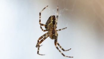 The Trick To Keeping Spiders Out Of Your Tucson Home