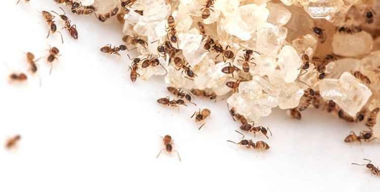 get rid of ants from your Tucson homes
