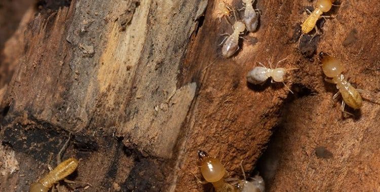 Termite problem in Tucson