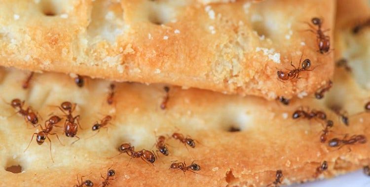 ants in tucson homes