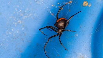black widow spiders in tucson homes