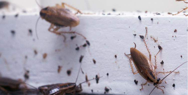 Cockroach control in Tucson