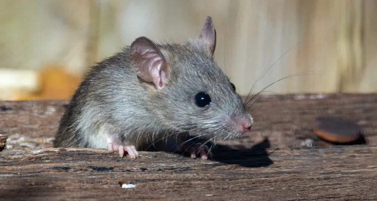 rats