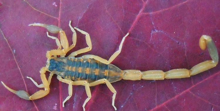 scorpions in Tucson property
