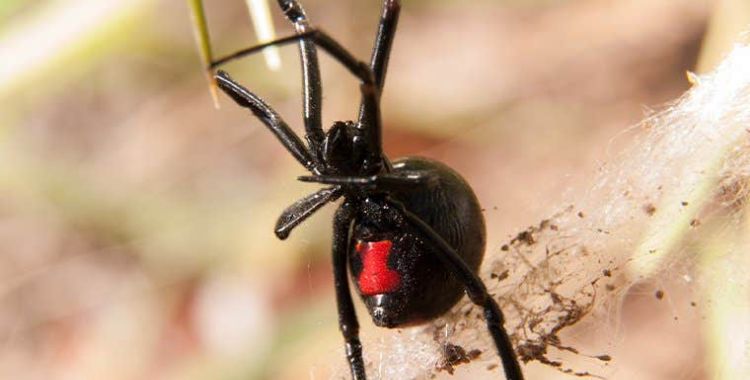 information on spiders in Tucson