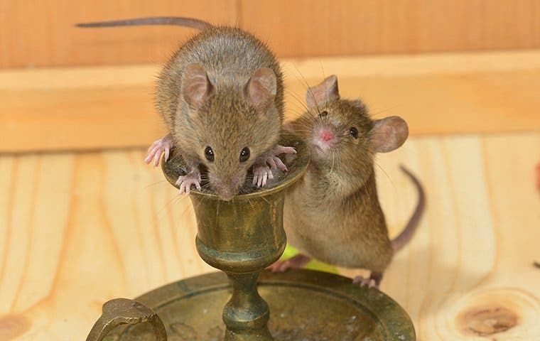 mice in the house