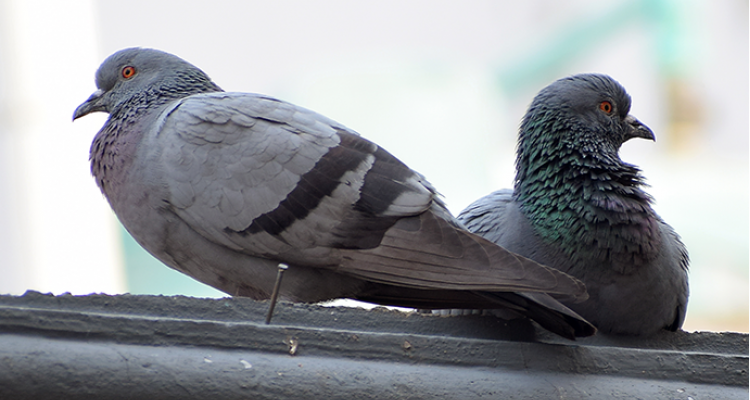 Pigeon Control in Tucson