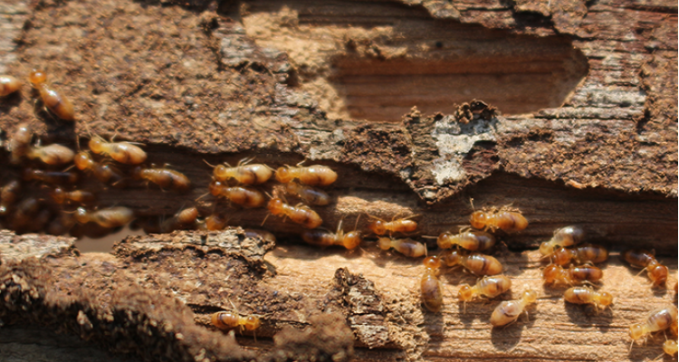 termite treatment in Tucson